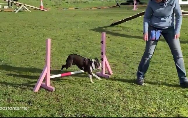 Chú chó mù Boston Terrier vẫn thi đấu thành công trong cuộc thi vượt chướng ngại vật